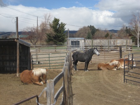 Lazy horses on a spring afternoon